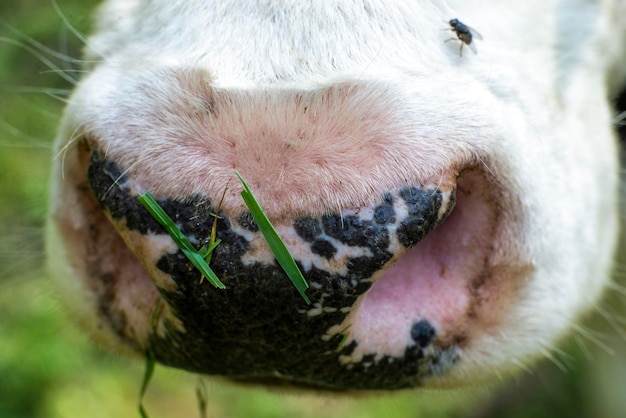 Foto naso di vacca vicino alla mosca