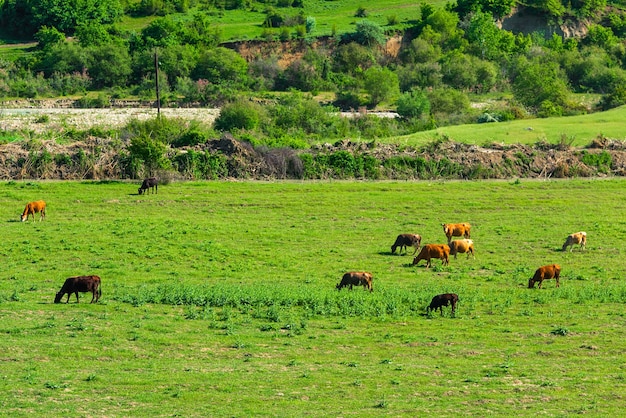 Корова на зеленом лугу