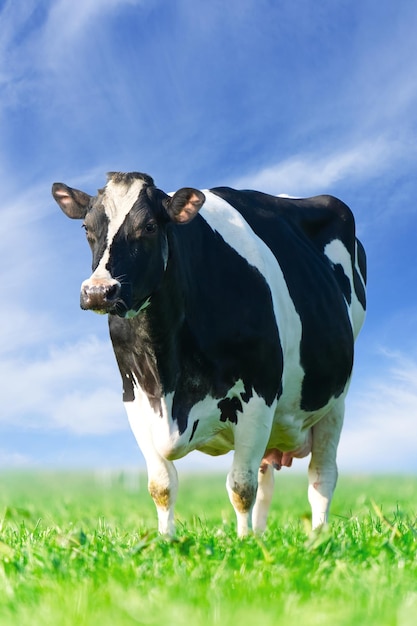 写真 芝生の上の牛 美しい緑の牧草地で放牧している斑点のある牛 牧草地で休んでいるホルスタイン種の牛