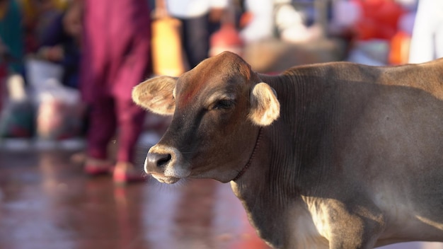 Cow outside the temple outdoor shoot hd