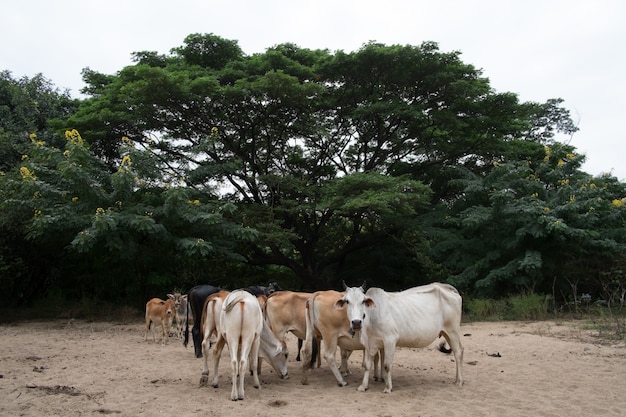 cow and ox in my farm