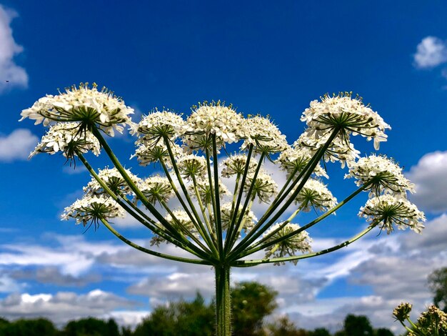 Cow parsley flower or cow parsnip shot low angle looking into blue sky typical english countryside