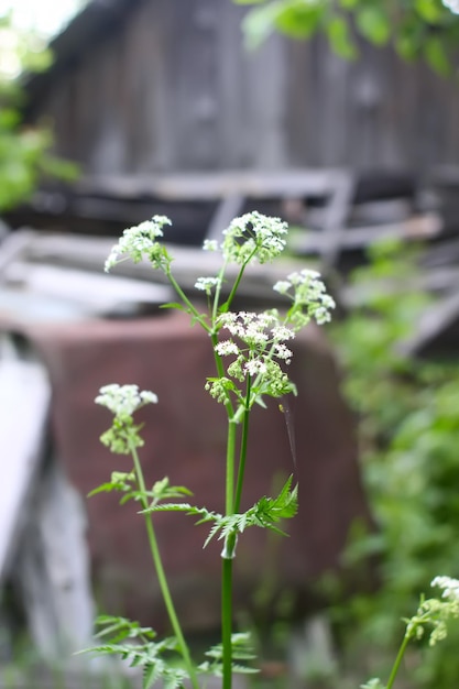 Photo cow parsley white flowers growing in the countryside