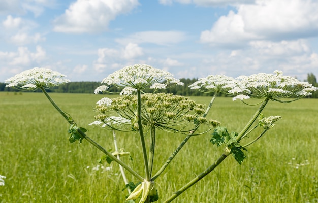 Photo cow parsnip blooms