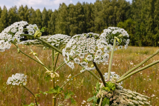 Photo cow parsnip blooms