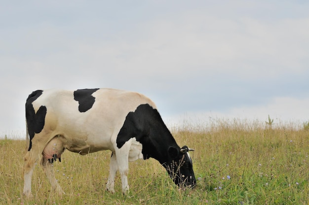 Cow on pasture eating grass