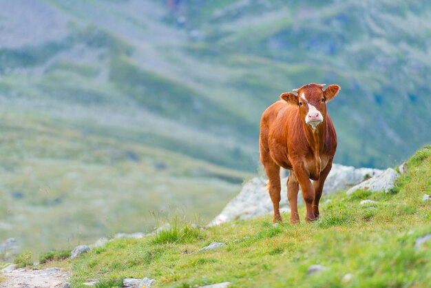 Cow in a pasture in the Swiss Alps