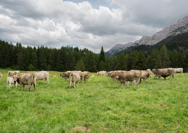 Cow pasture with forest and mountain behind