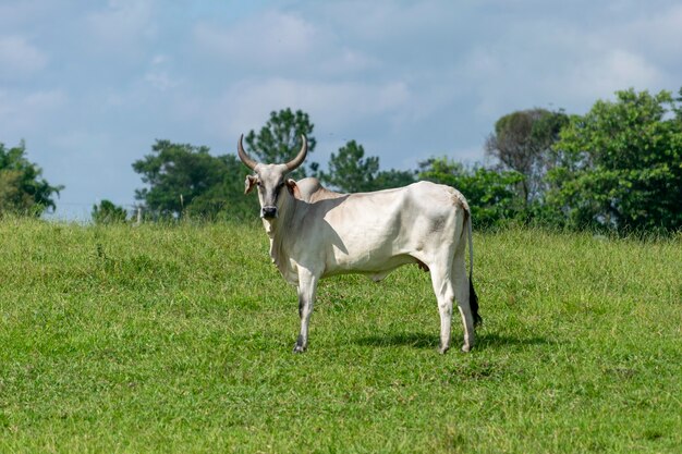 Cow in the pasture