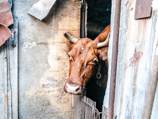 A cow in a pen at a home dairy farm