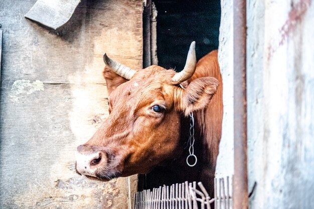 A cow in a pen at a home dairy farm