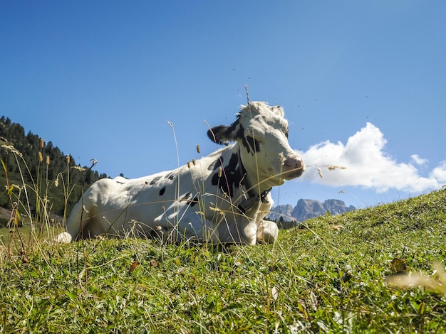 Cow portrait close up looking at you in dolomites