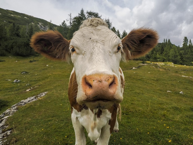 Cow portrait close up looking at you in dolomites