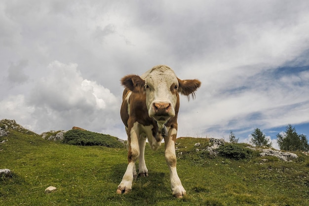 Cow portrait close up looking at you in dolomites