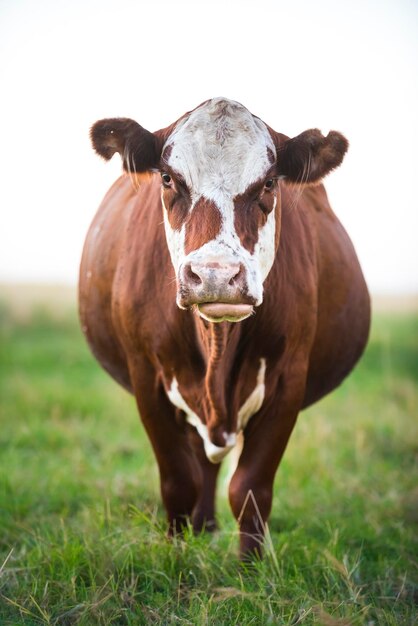 Портрет коровы в Пейзаже Пампасов Провинция Ла-Пампа Патагония Аргентина
