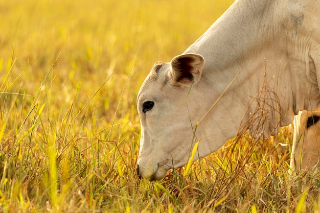 Cow portrait on pasture at sunset