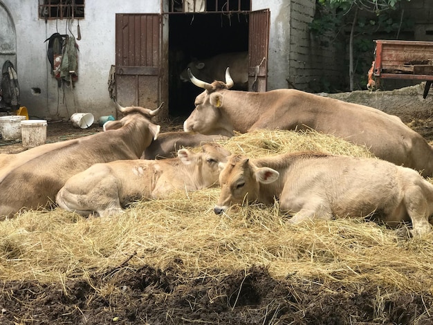 Photo cow relaxing on field