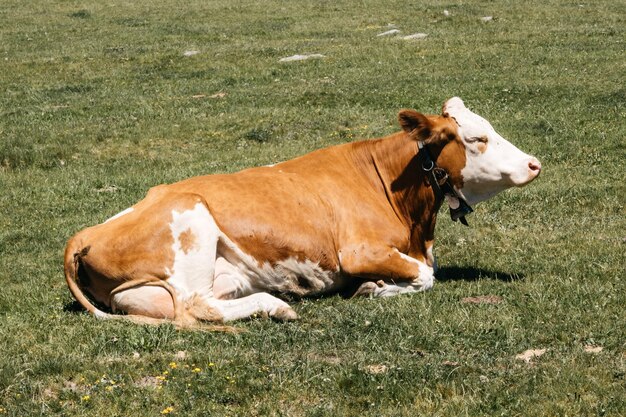 Photo cow  relaxing on grass