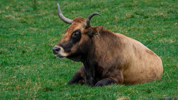 Foto una mucca che si riposa nel prato libero