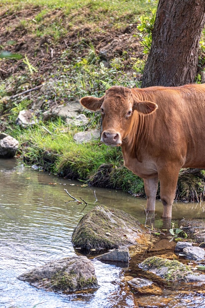 Photo cow in the river looking at the camera