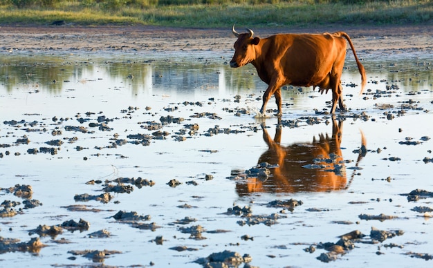 Cow running by morning swamp and it reflection