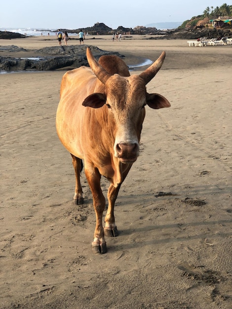 Photo cow on sand at beach against sky