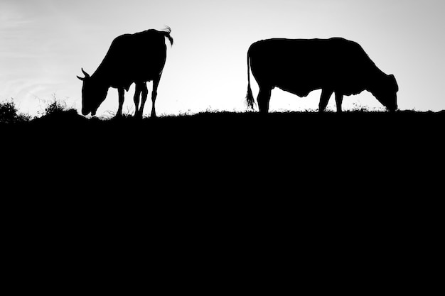 Cow silhouette in black and white