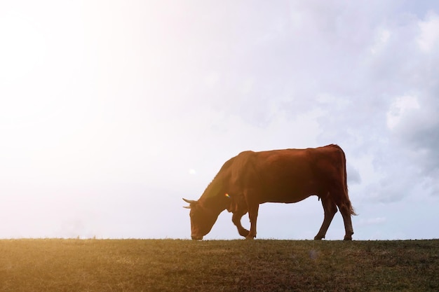 夕日を背景に牧草地で牛のシルエット