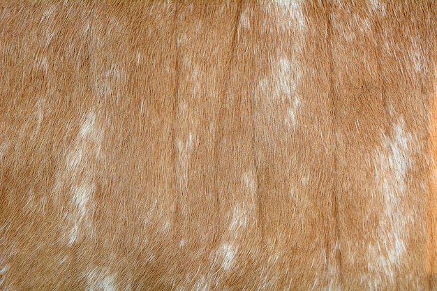 Cow skin background