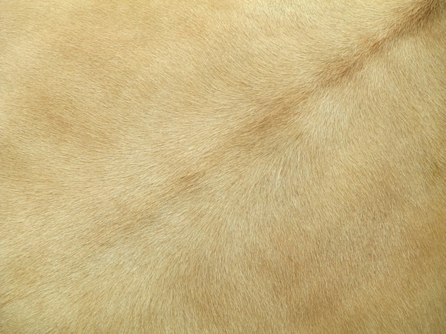 Cow skin texture, cream