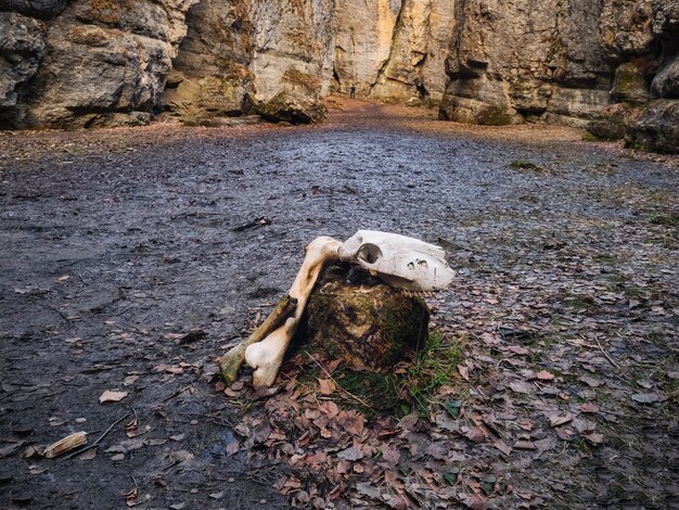 Cow skull on the ground at the entrance to the cave. bad feeling, choice of path concept.