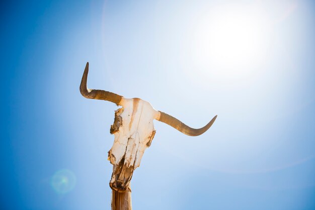 Фото Череп коровы на столб