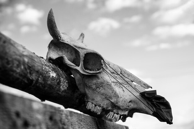 Cow skull with protective mask hanging on the fence