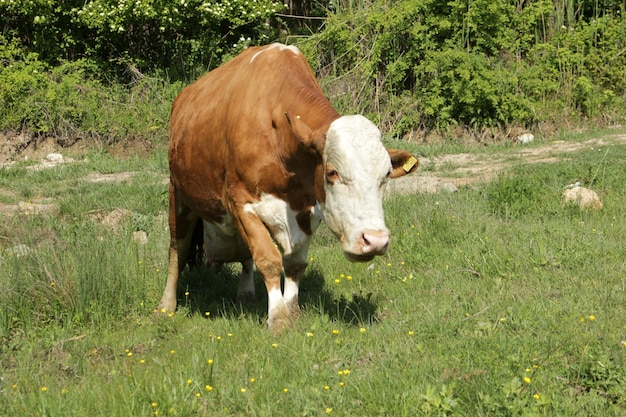 Mucca che si diffonde in natura