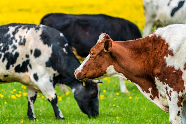 Cow in spring