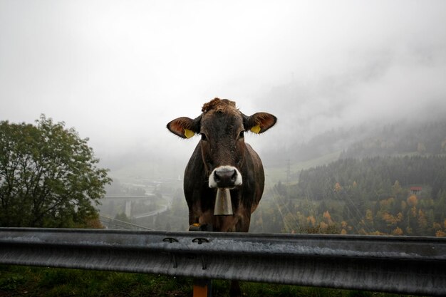 Photo cow standing by railing against mountain in foggy weather