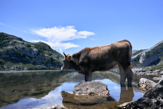 Cow standing calm and relaxed inside a calm lake covadonga asturias spain