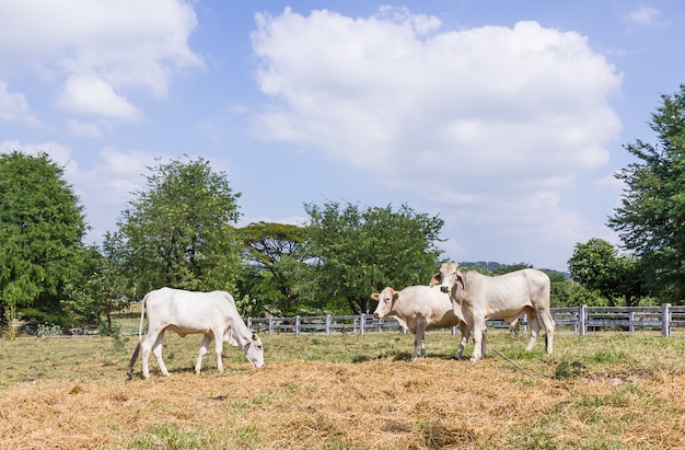 Cow standing in farm