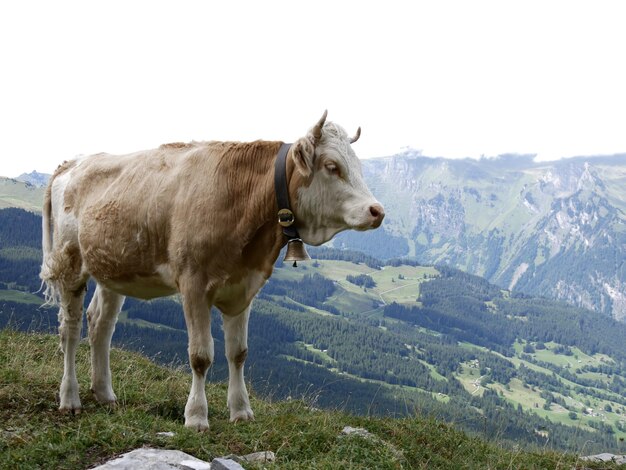 Photo cow standing on field against sky