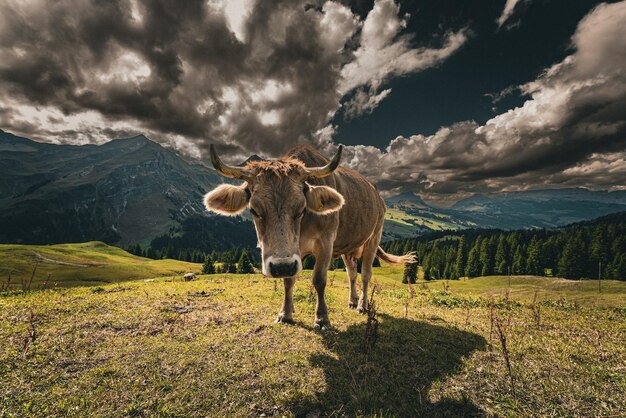 Photo cow standing on field against sky