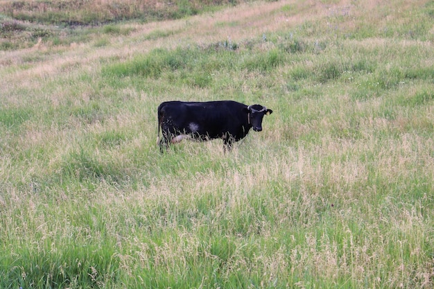 A cow standing in a field of grass