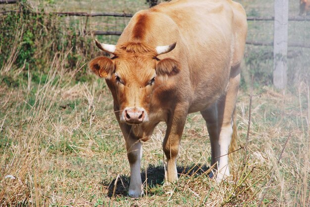 Cow standing in a field