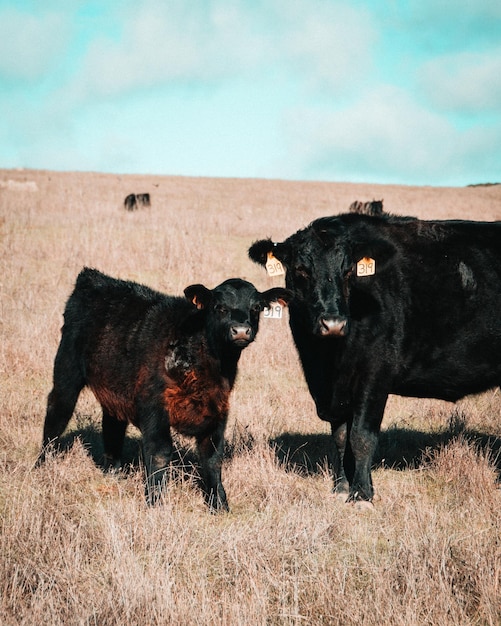 Photo cow standing in a field