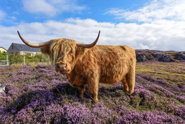 Photo cow standing on field