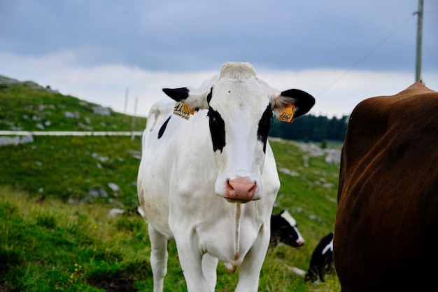 Foto una mucca in piedi in un campo