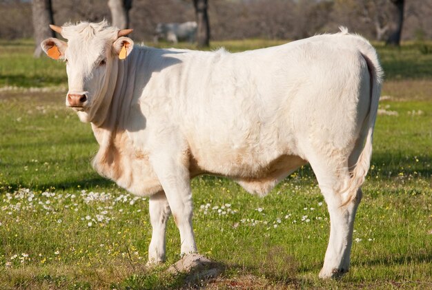 Foto una mucca in piedi in un campo