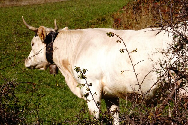 Cow standing in a field