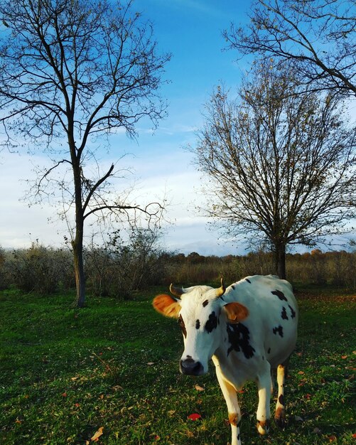 Foto una mucca in piedi in un campo