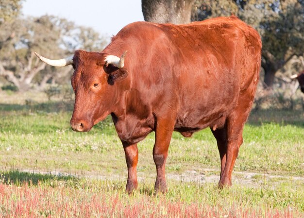 Cow standing in a field