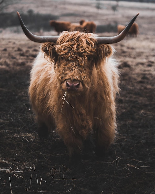 Foto una mucca in piedi sul campo